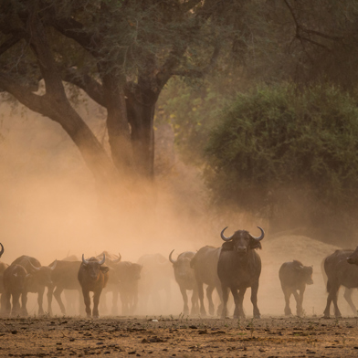 Buffalo herd at sunset in Zimbabwe wilderness safari