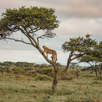 Cheetah resting in tree in Serengeti Tanzania safari