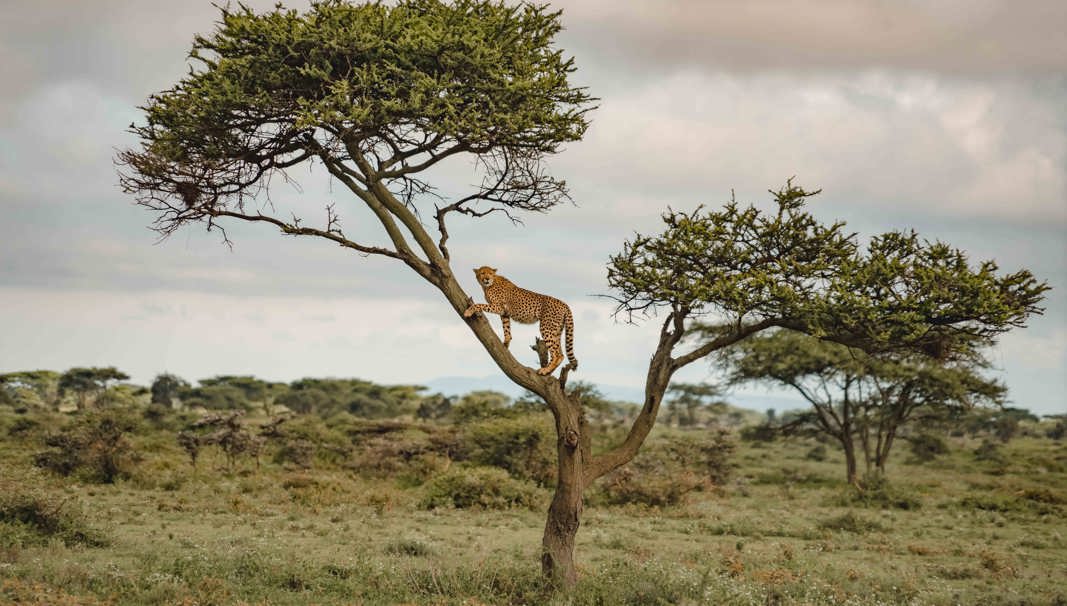 Cheetah resting in tree in Serengeti Tanzania safari