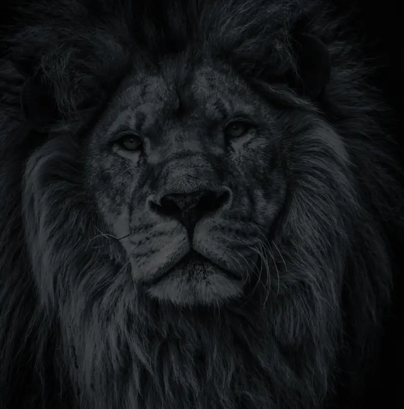 The male lion is the king of the Wilderness