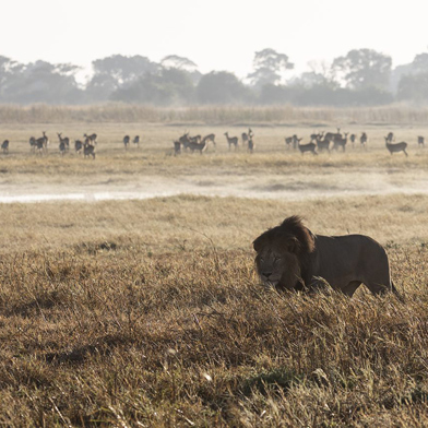 Busanga Plains floodplains landscape male lion walking bast puku in Zambia safari destination