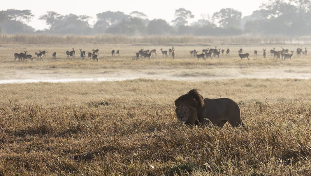Busanga Plains floodplains landscape male lion walking bast puku in Zambia safari destination