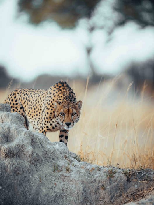 Cheetah in open savannah landscape on African safari