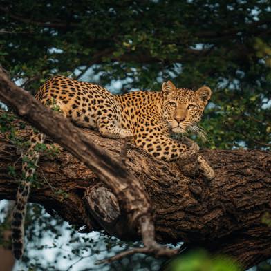 Luxury Botswana safari landscape in the Okavango Delta with floodplains and abundant wildlife