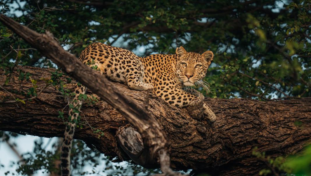 Luxury Botswana safari landscape in the Okavango Delta with floodplains and abundant wildlife