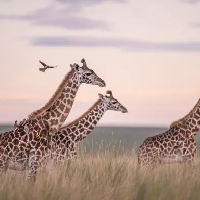 Giraffes walking elegantly across the iconic Kenyan landscape