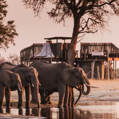 Elephants drinking at Scotts Pan Linkwasha, Linkwasha Camp