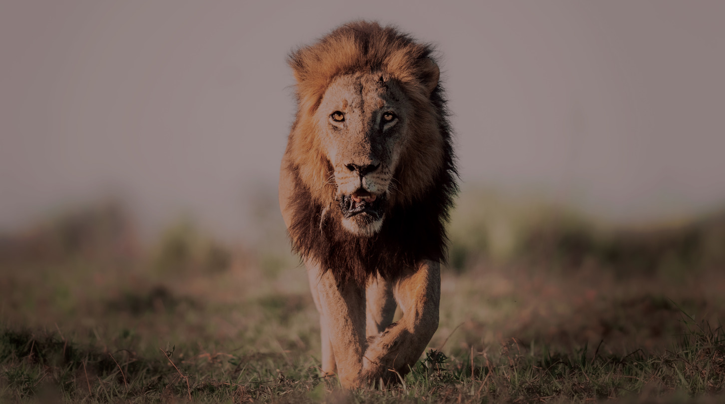 Male lion walking through grassland in African safari landscape