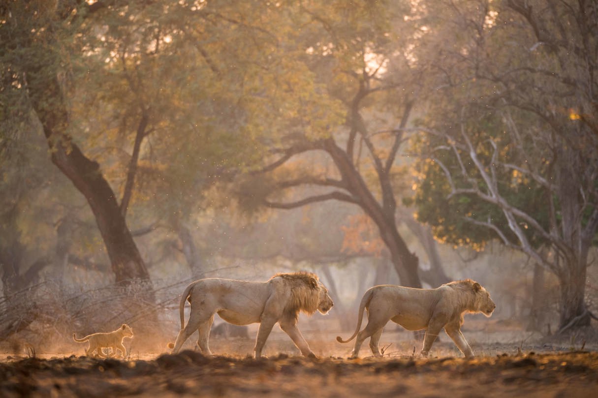 Lions walking in African wilderness during safari experience